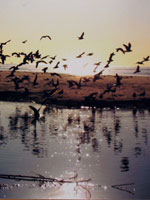 "SB Beach" Sata Barbara, CA