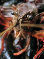 "Crawfish" Mar Vista, CA