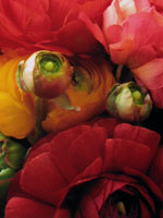 "Ranunculus" Santa Barbara, CA