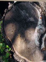 "Wood Heart" Cachuma Lake, CA