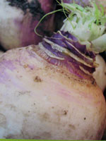 "Turnips" Santa Barbara, CA